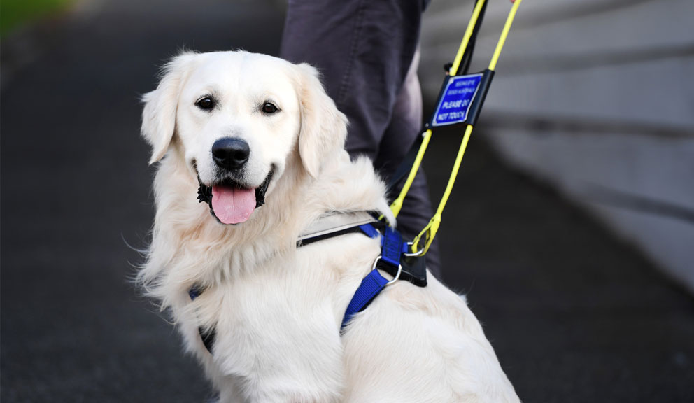 A Golden Retriever Seeing Eye Dog in harness