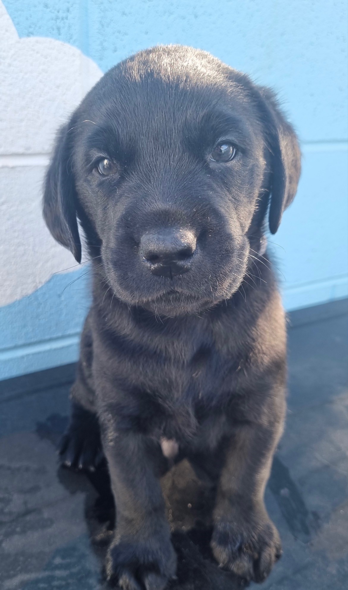 "Buruma the Seeing Eye Dogs pup"