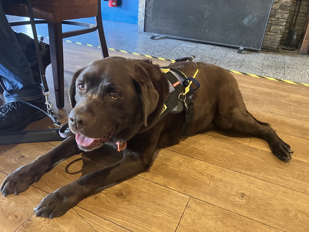 "Champ smiling and lying down on a wooden floor."