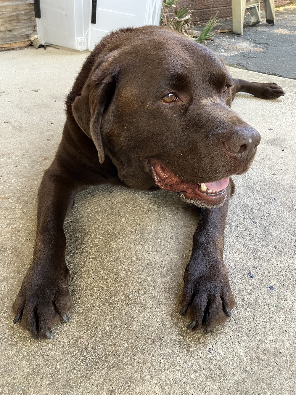 "Champ lying on some carpet."