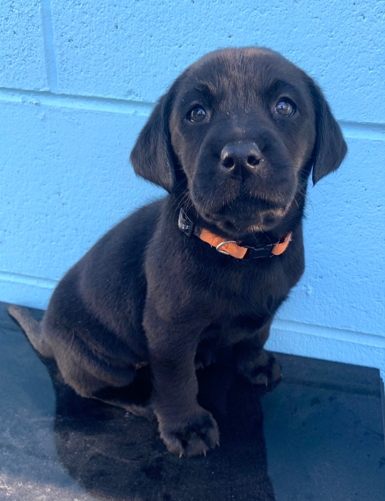 "Galnya, the Seeing Eye Dogs pup"