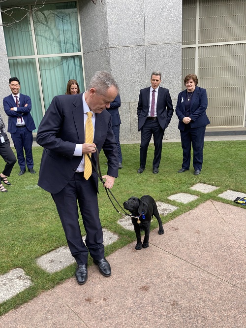 A man in suit walsk with a black lab on a lead