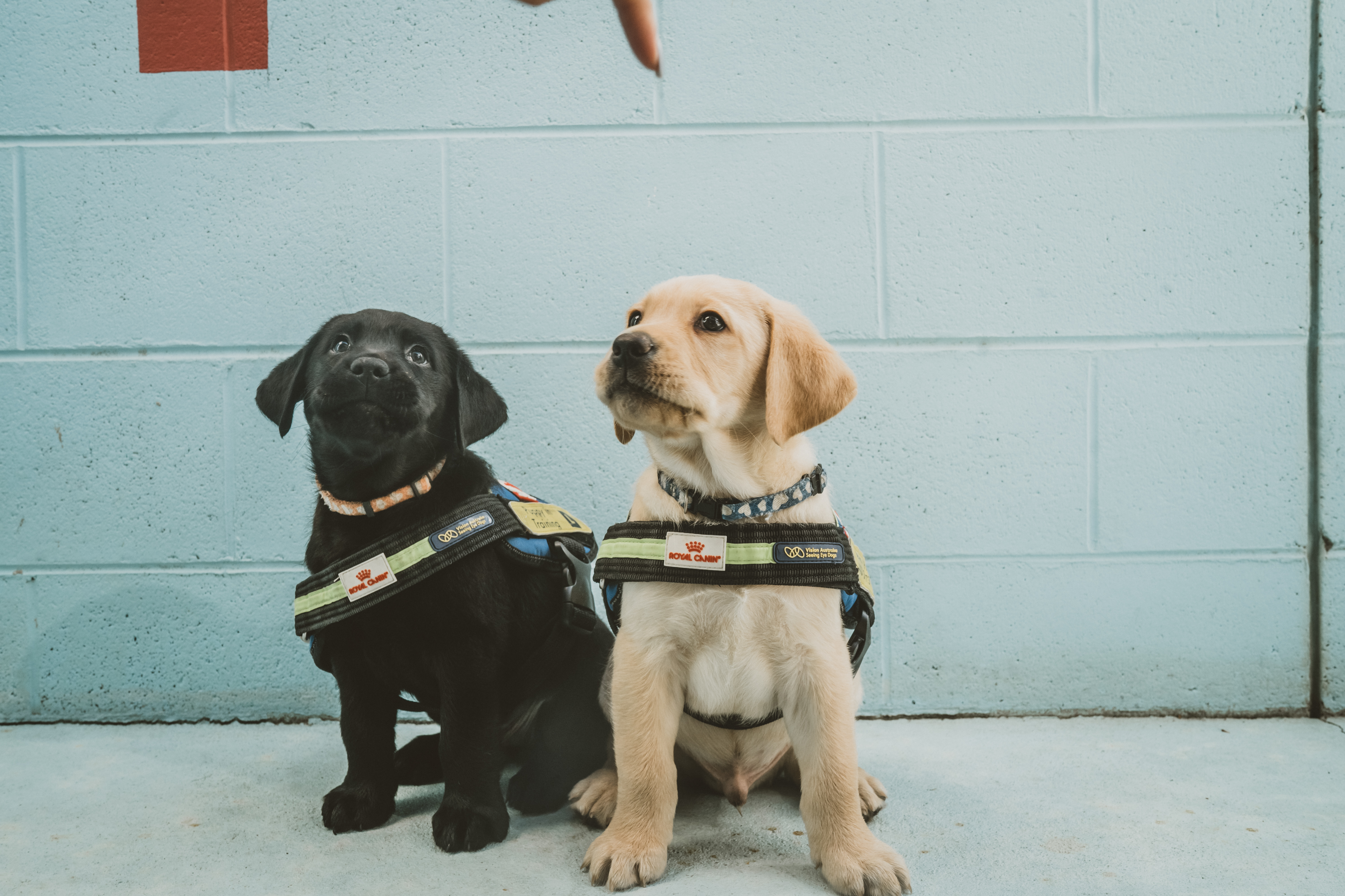 "A black labrador pup next to a yellow labrador pup"