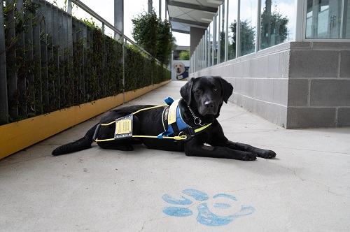 " black labrador Seeing Eye Dog"