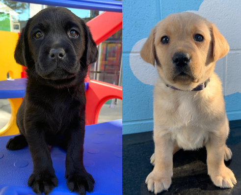 "Bula (left) and Sissy (right), Seeing Eye Dog pups."