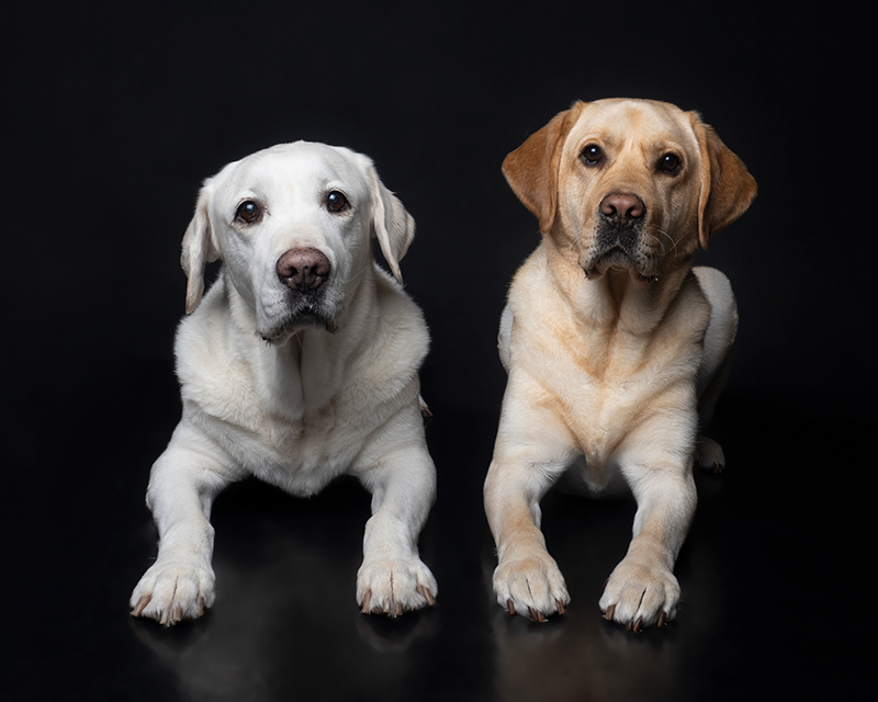 Seeing Eye Dogs Norma and Hector lying down next to each other