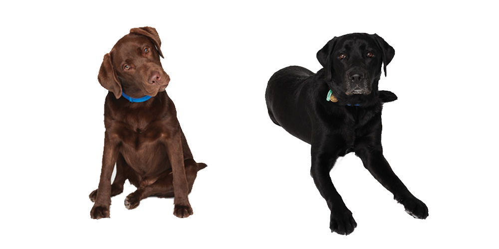 Brown Labrador puppy and Black Labrador