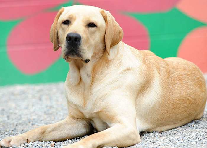 Adult Golden Labrador dog