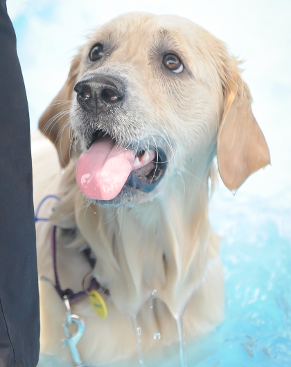 Golden Labrador wet from having a swim