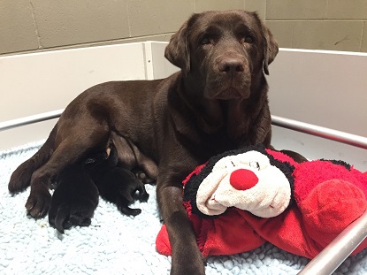 Mindy and her two pups