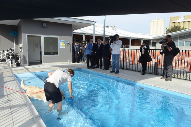 Photo of the new pool, with a dog and trainer stepping into the pool