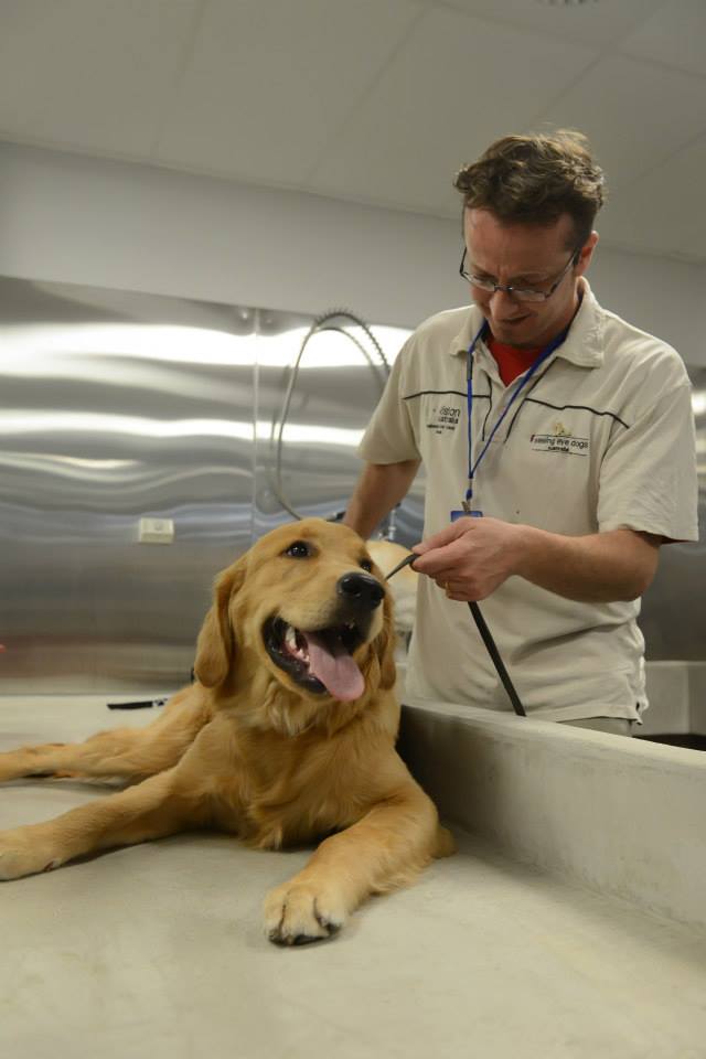 Golden Retriever lies on a bench whilst a man from SEDA brushes the coat