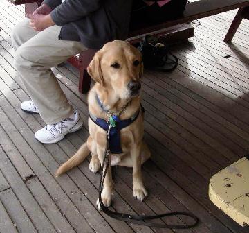 Connex the Seeing Eye Dog sitting on decking