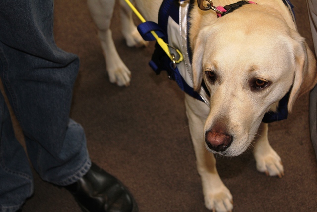 Seeing Eye Dog in training, Quaridra, standing in harness