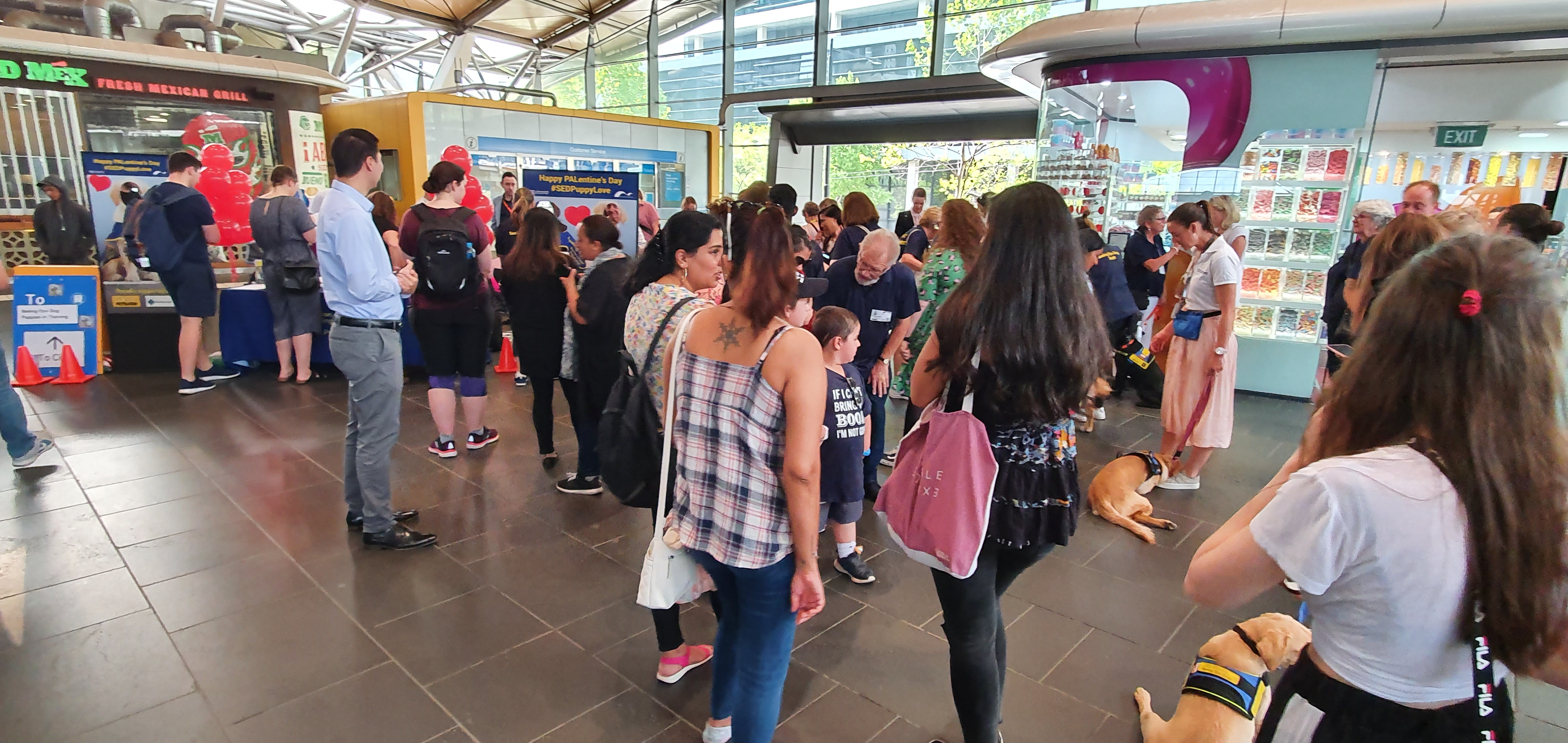 A sea of people gathering around our display table along with volunteers and their dogs