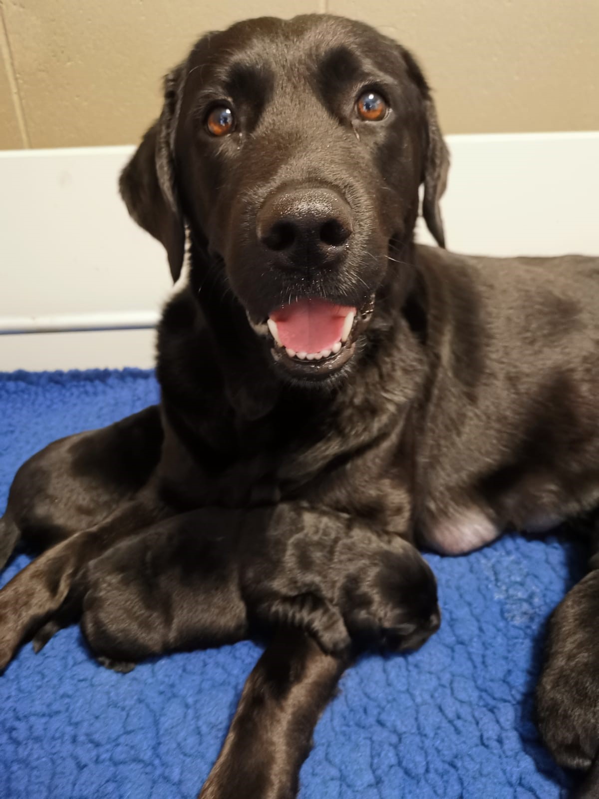 Dodi smiles while a new pup sleeps on her arm