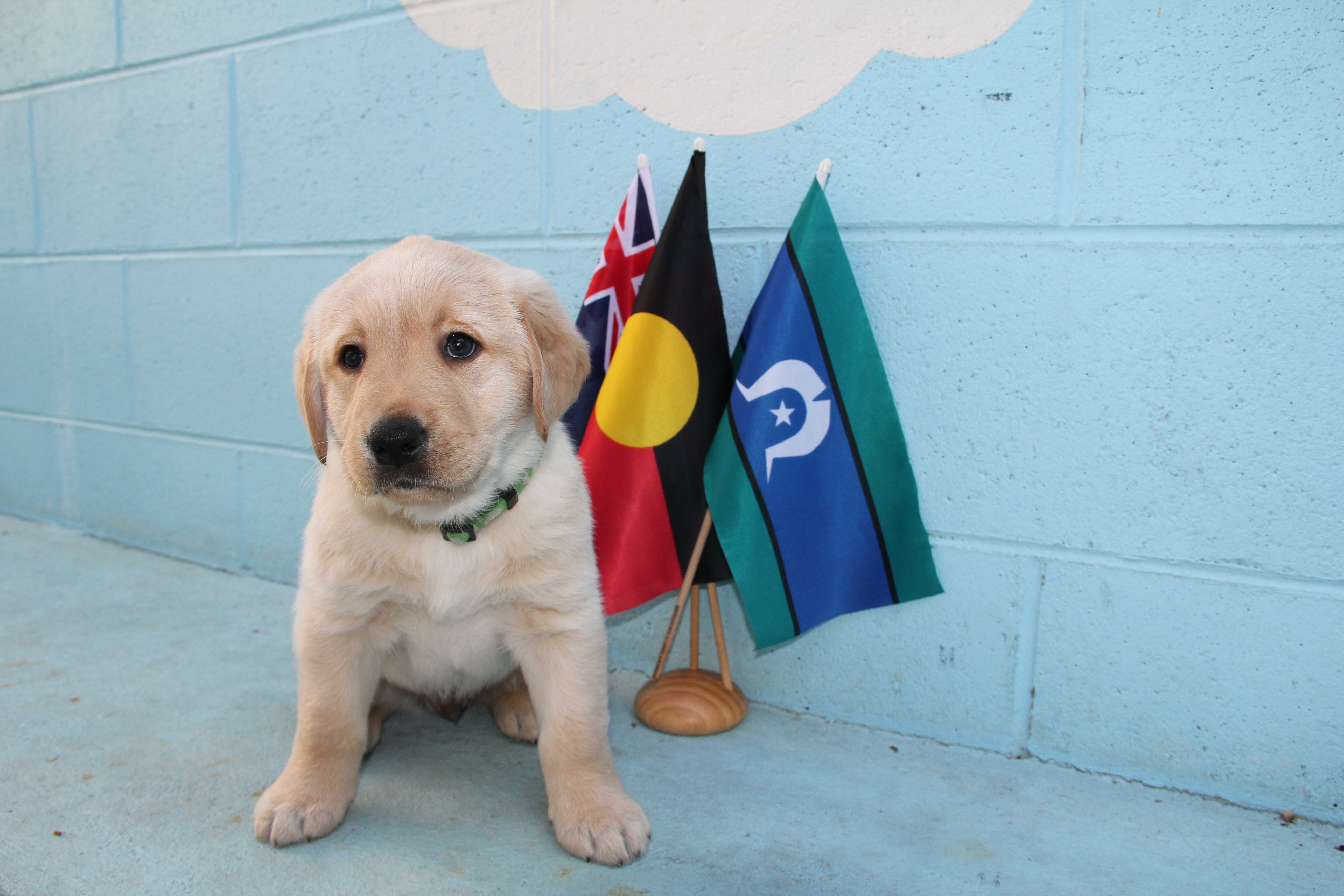 Waratah, a golden Labrador puppy named by Brian for NAIDOC Week, sits next to miniature Australian, Aboriginal and Torres Strait Islander flags.