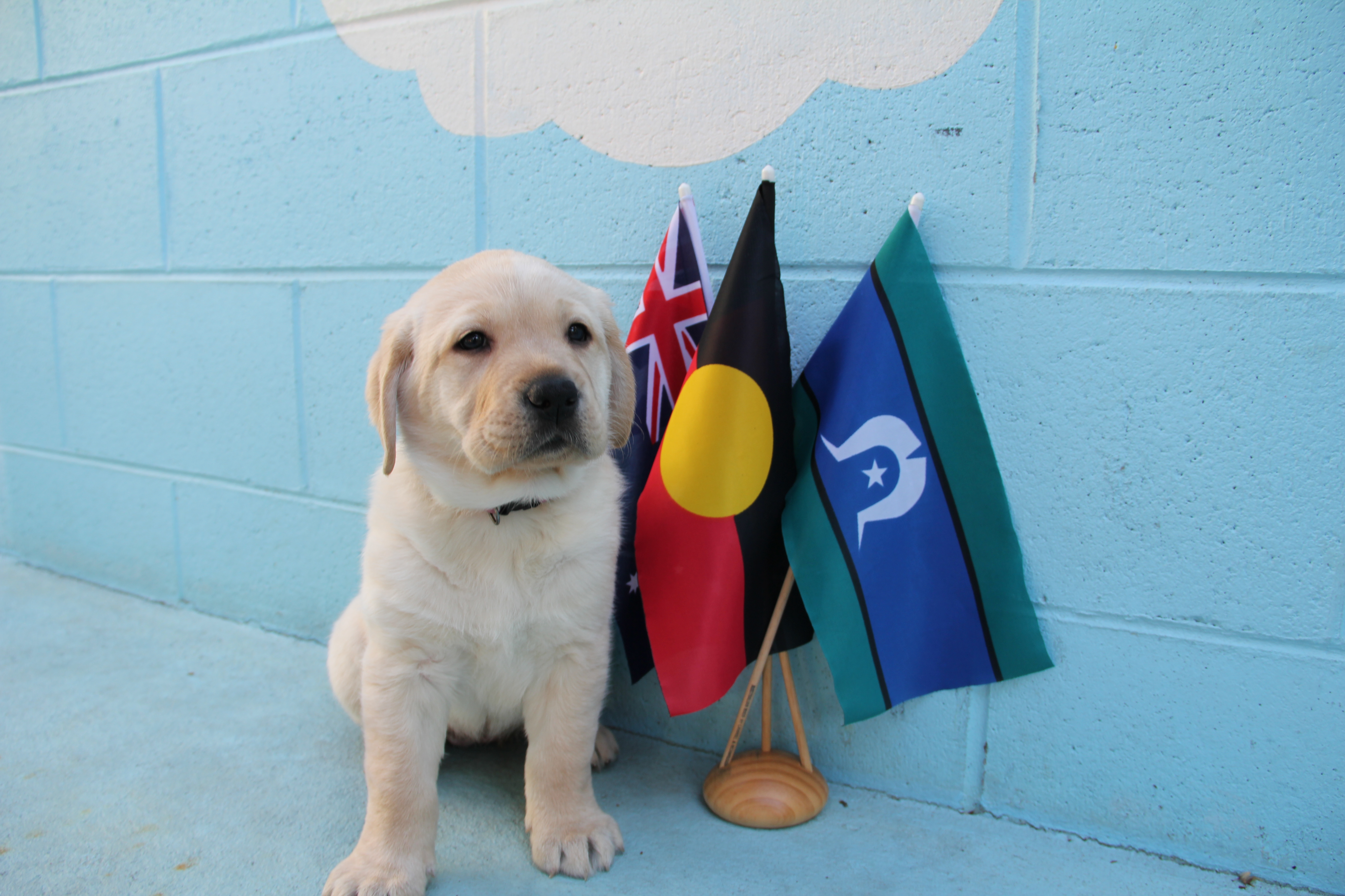 Nara, a golden Labrador puppy named by Alan for NAIDOC Week, sits next to miniature Australian, Aboriginal and Torres Strait Islander flags.