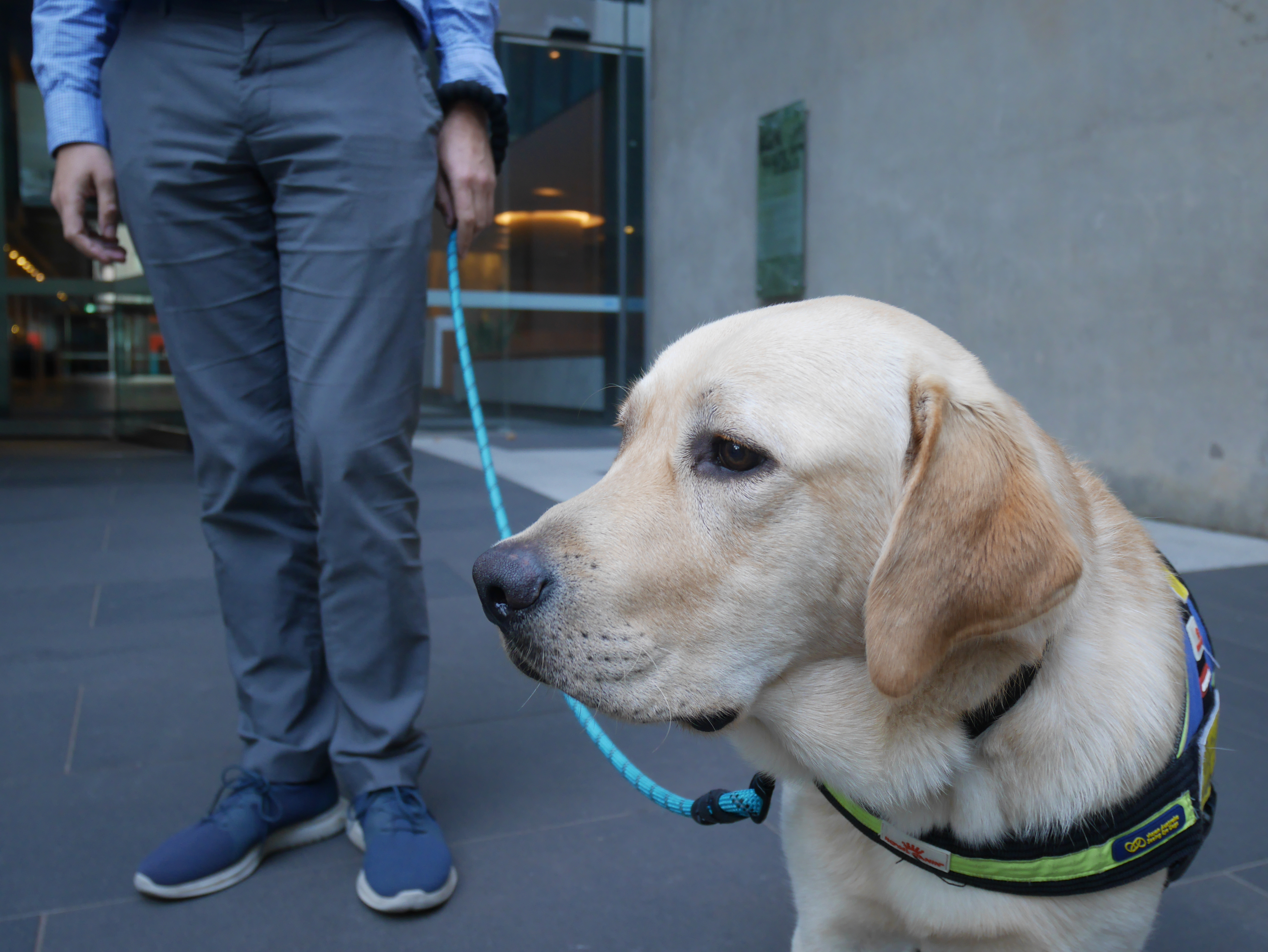 Pippin, an 11-month old golden labrador, stands at attention while his foster carer, Charles, holds his lead in the background.