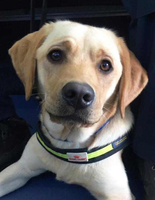 Golden labrador Rumer looking into the camera