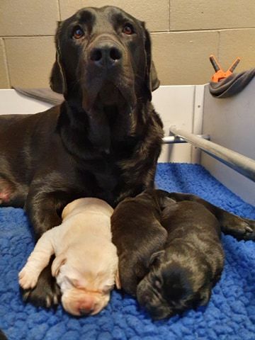 Yentl, a black Labrador, sits with one golden pup and two black pups