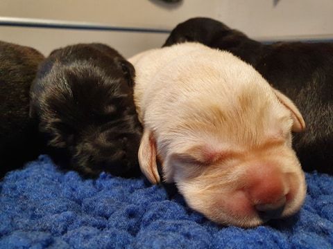 Three black pups and one golden pup lying on a soft blanket