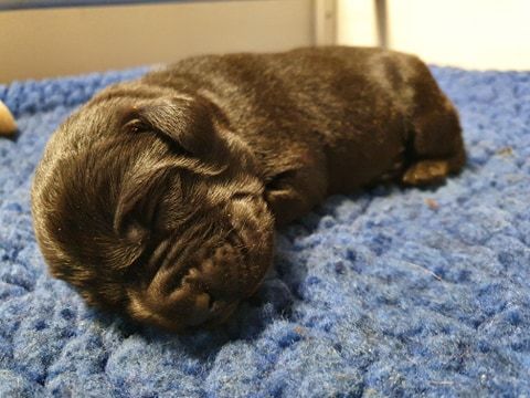 One black pup lying on a soft blanket