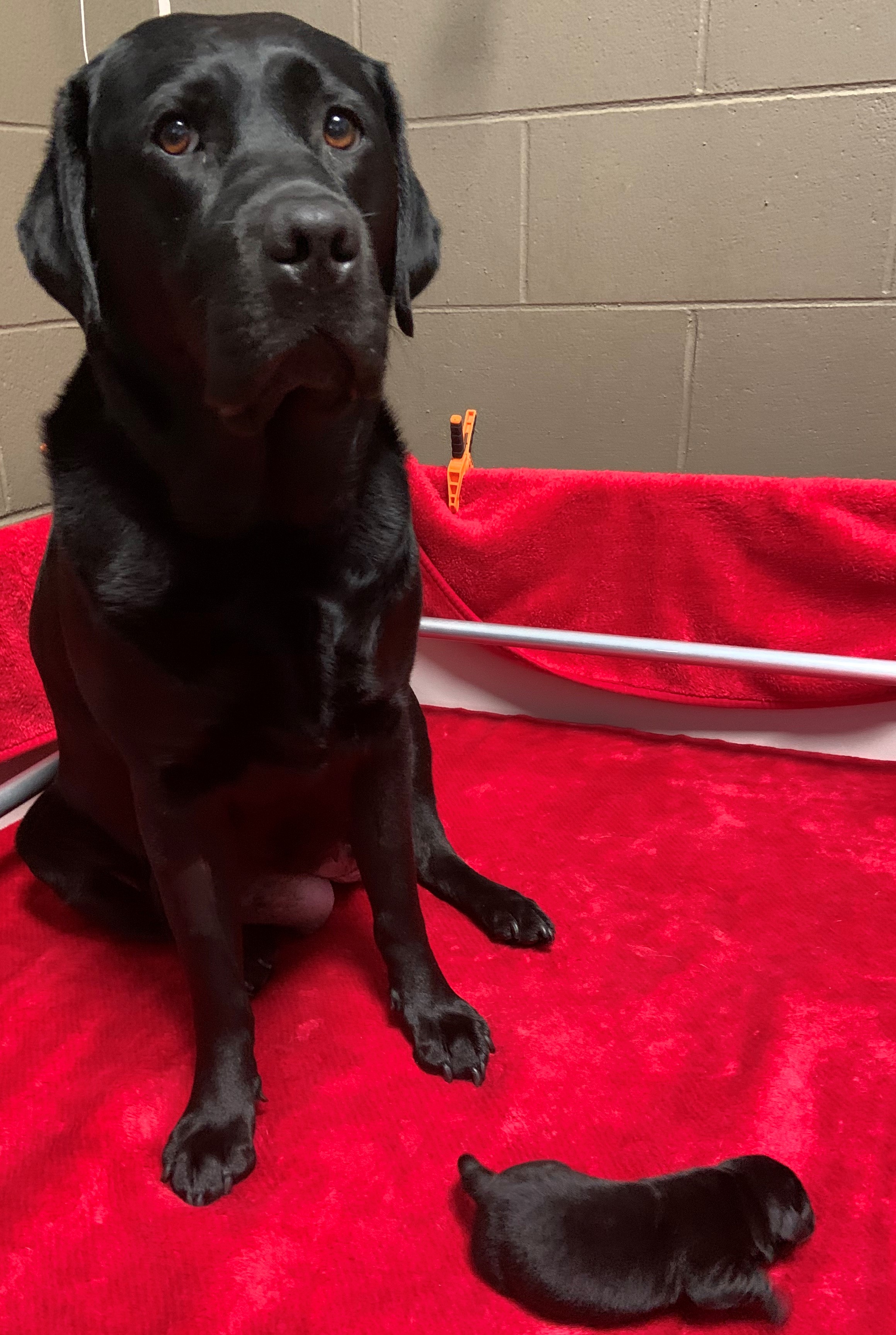 Yetta, a black Labrador, sits with one of her pups.