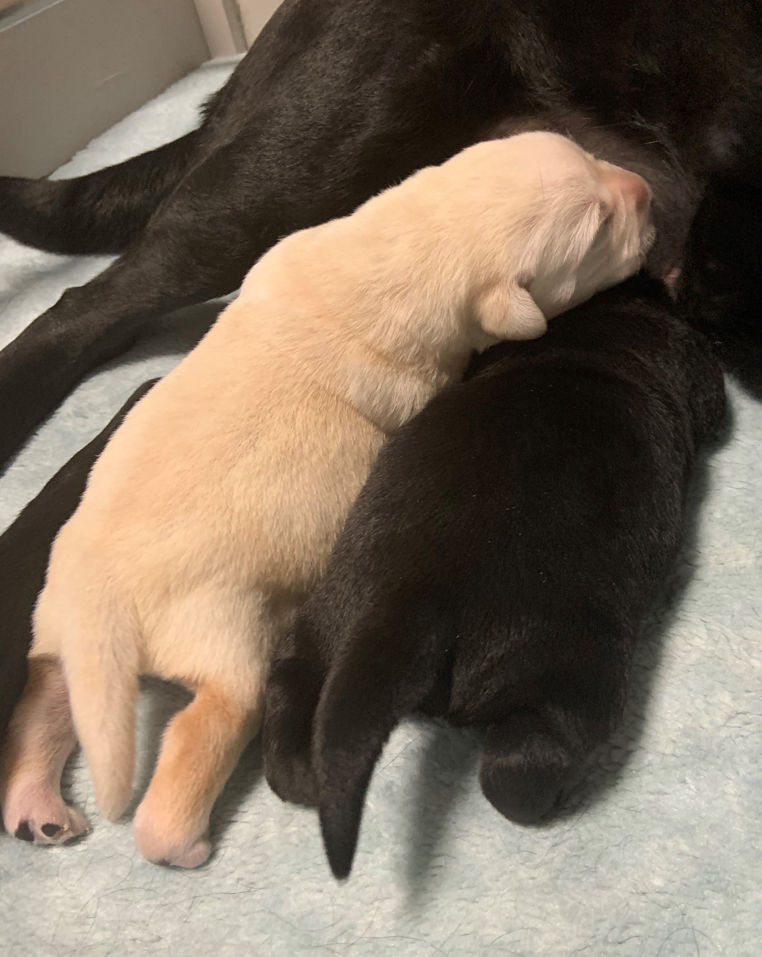 A yellow and black pup feeding