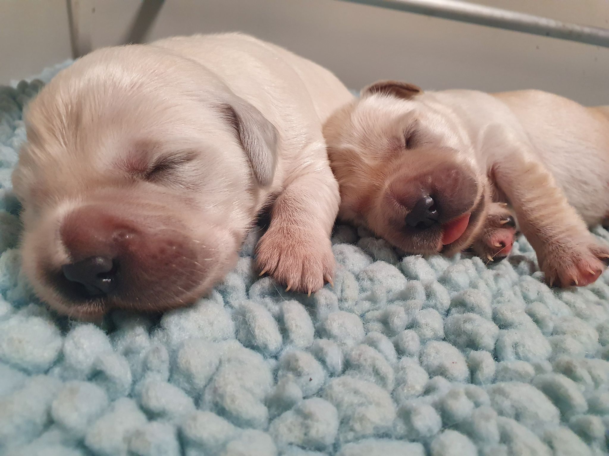 Two golden pups lying on a soft blanket