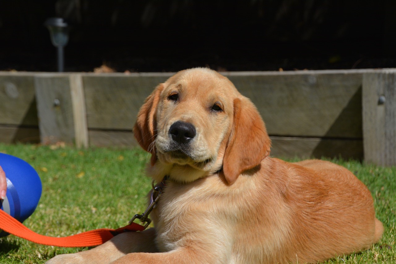 Barkindji sitting nicely on some grass.