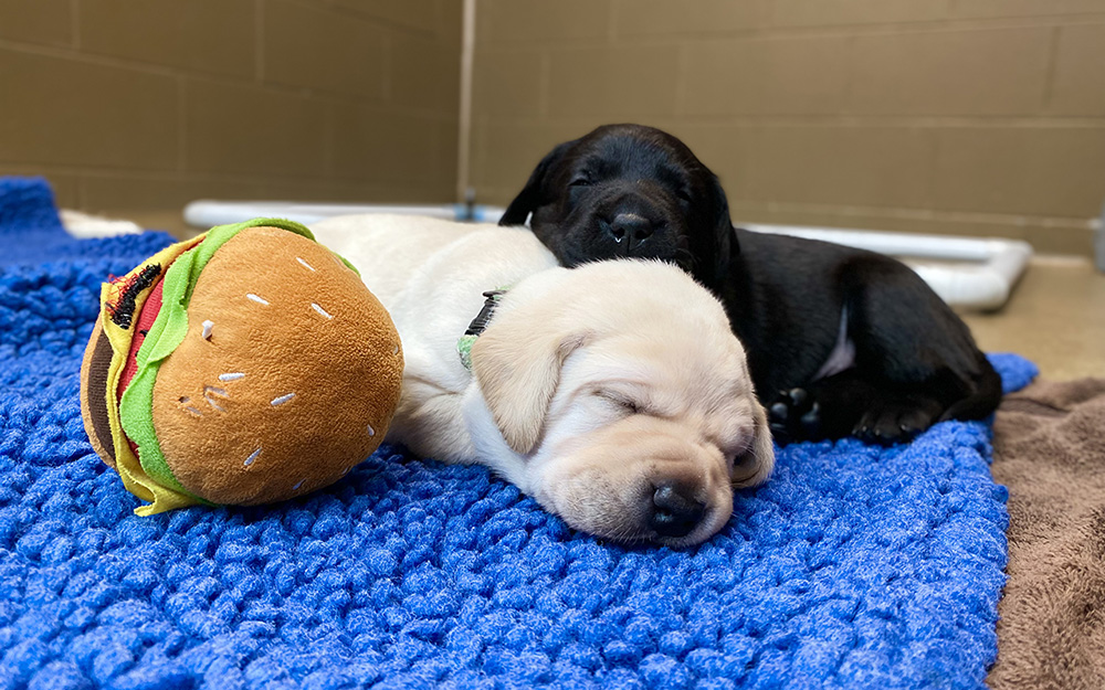 Two Labrador puppies, one yellow and one black, sleep cuddled together beside a hamburger plush toy