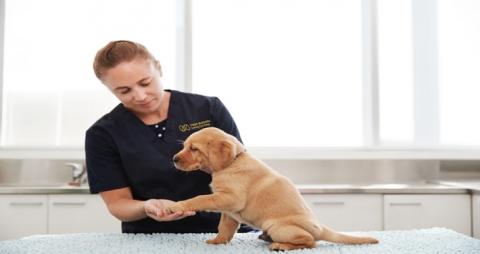 Doctor Nicola Cotton examines a Seeing Eye Dog Puppy's paw